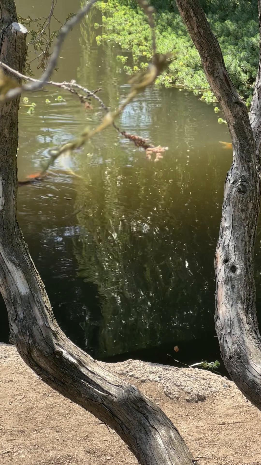 @🦢