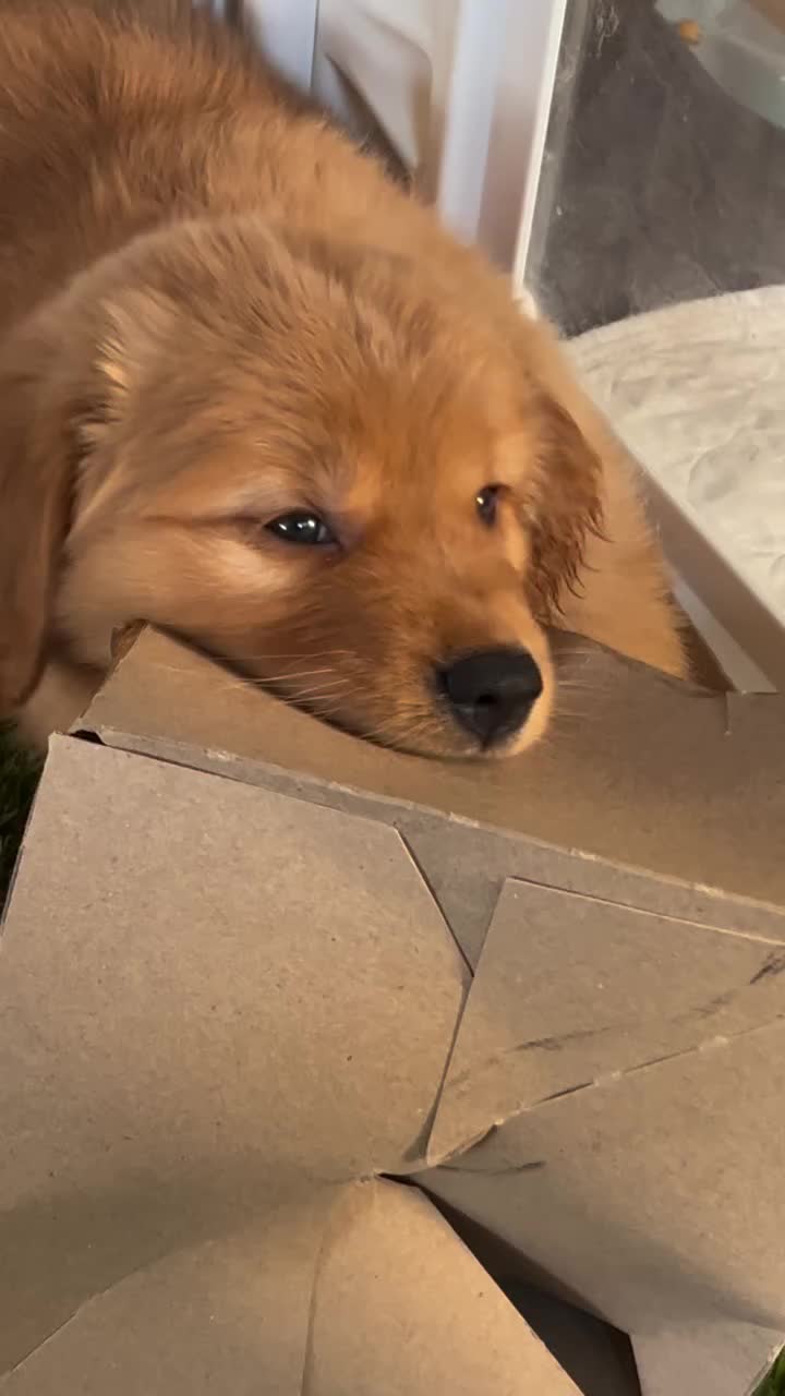 @kolom_golden_retrievers