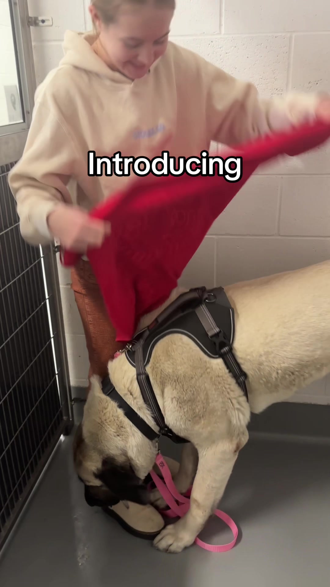 @Calgary Humane Society