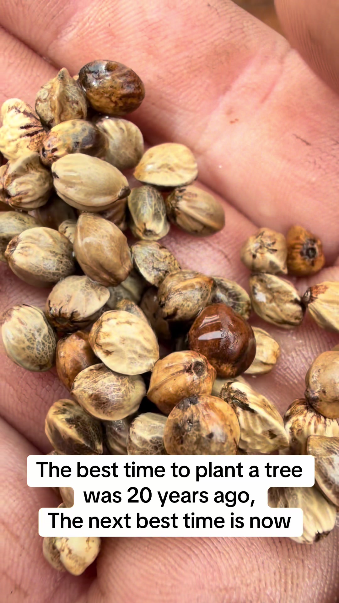 @SEEDTIVA