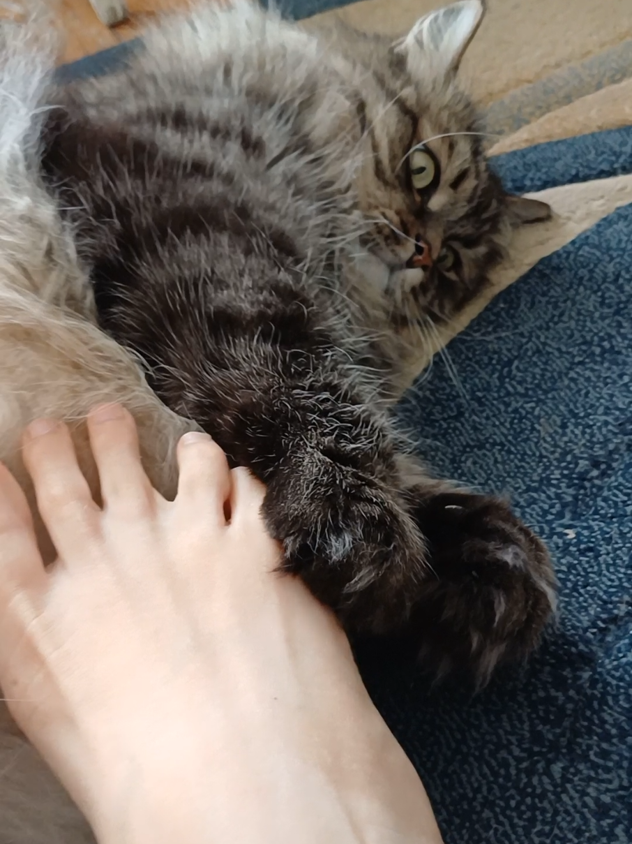 @cat_bayun_