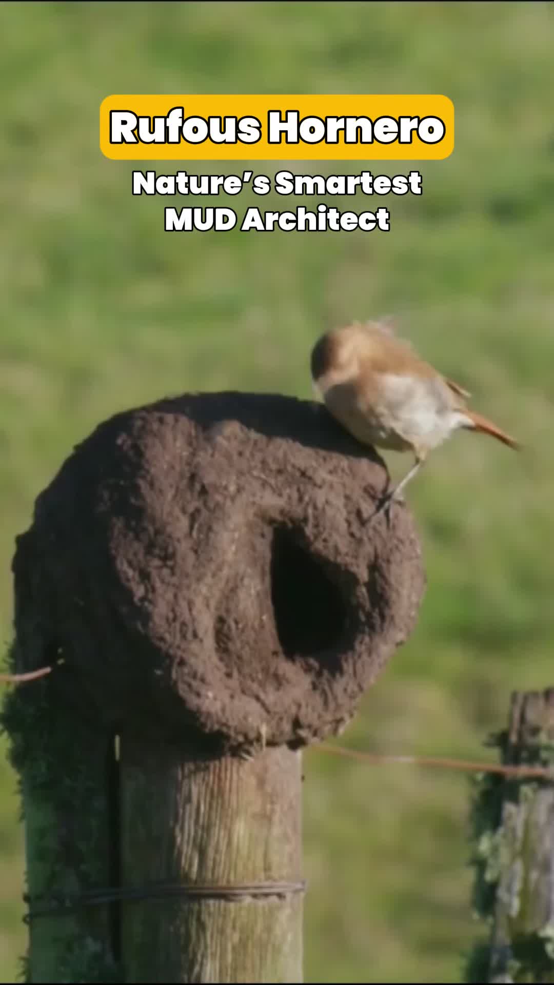 @thebirdlens