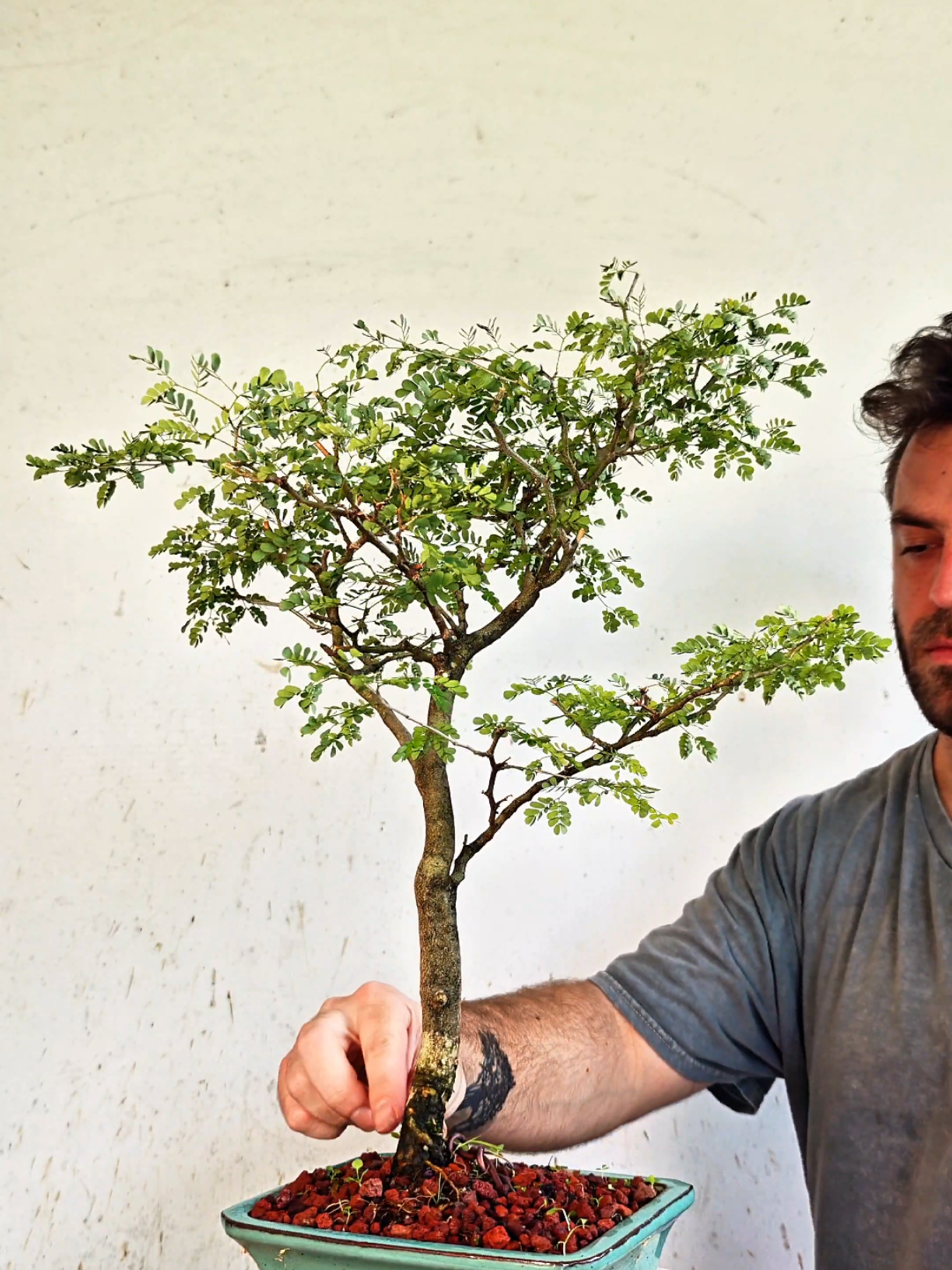 @Bryan Loves Bonsai