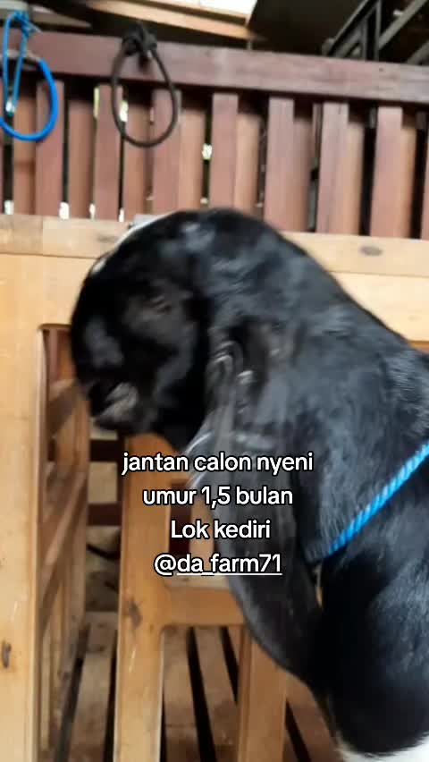 @DA FARM