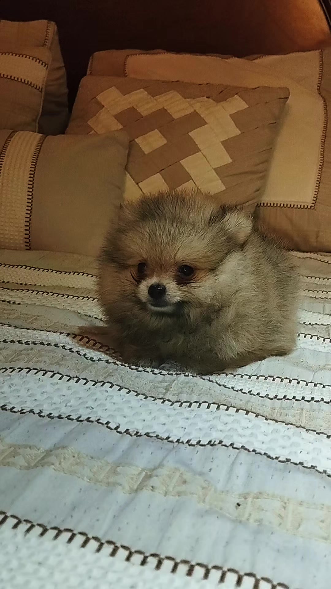 @olimpokennels