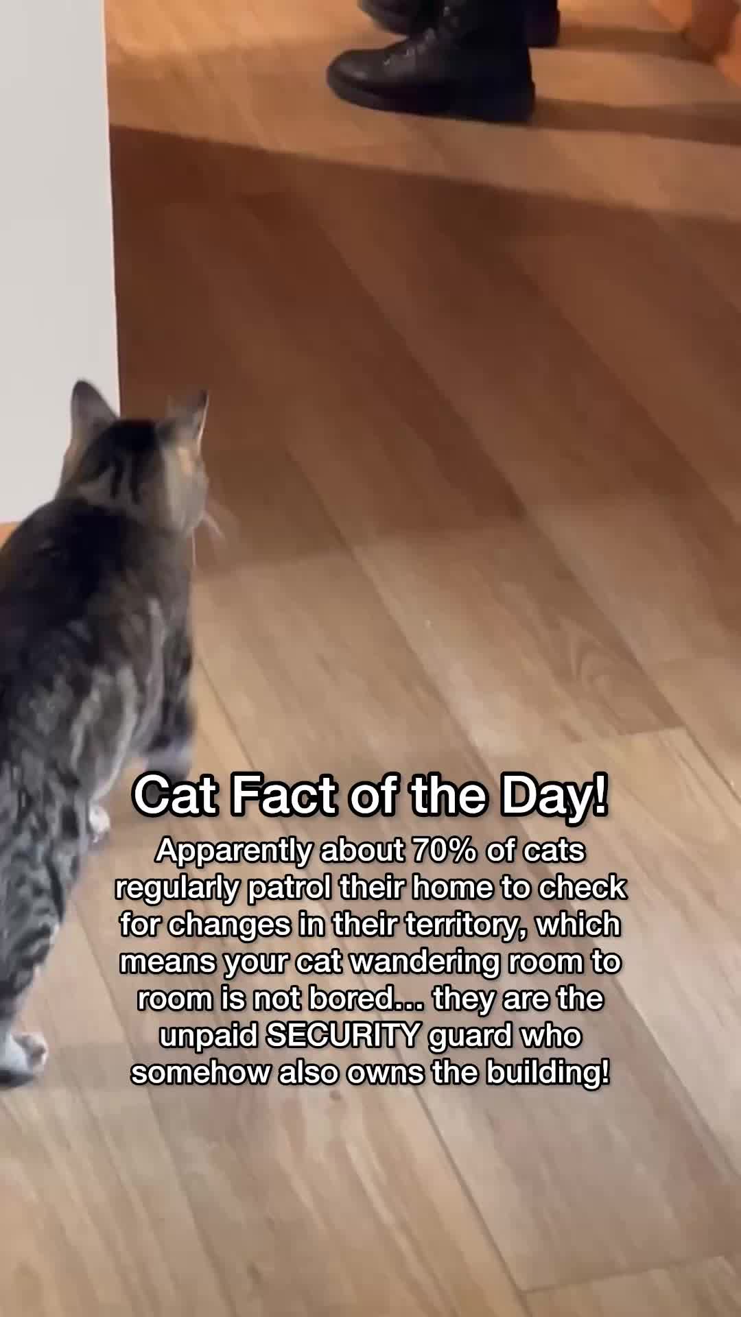 @Chip The Manx