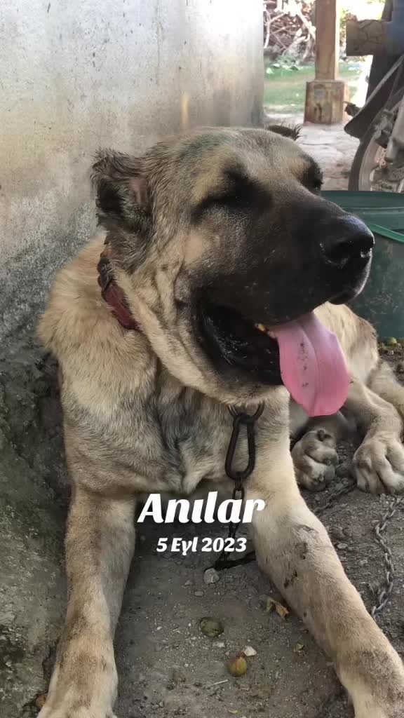 @👑 HERK&Uuml;LL👑