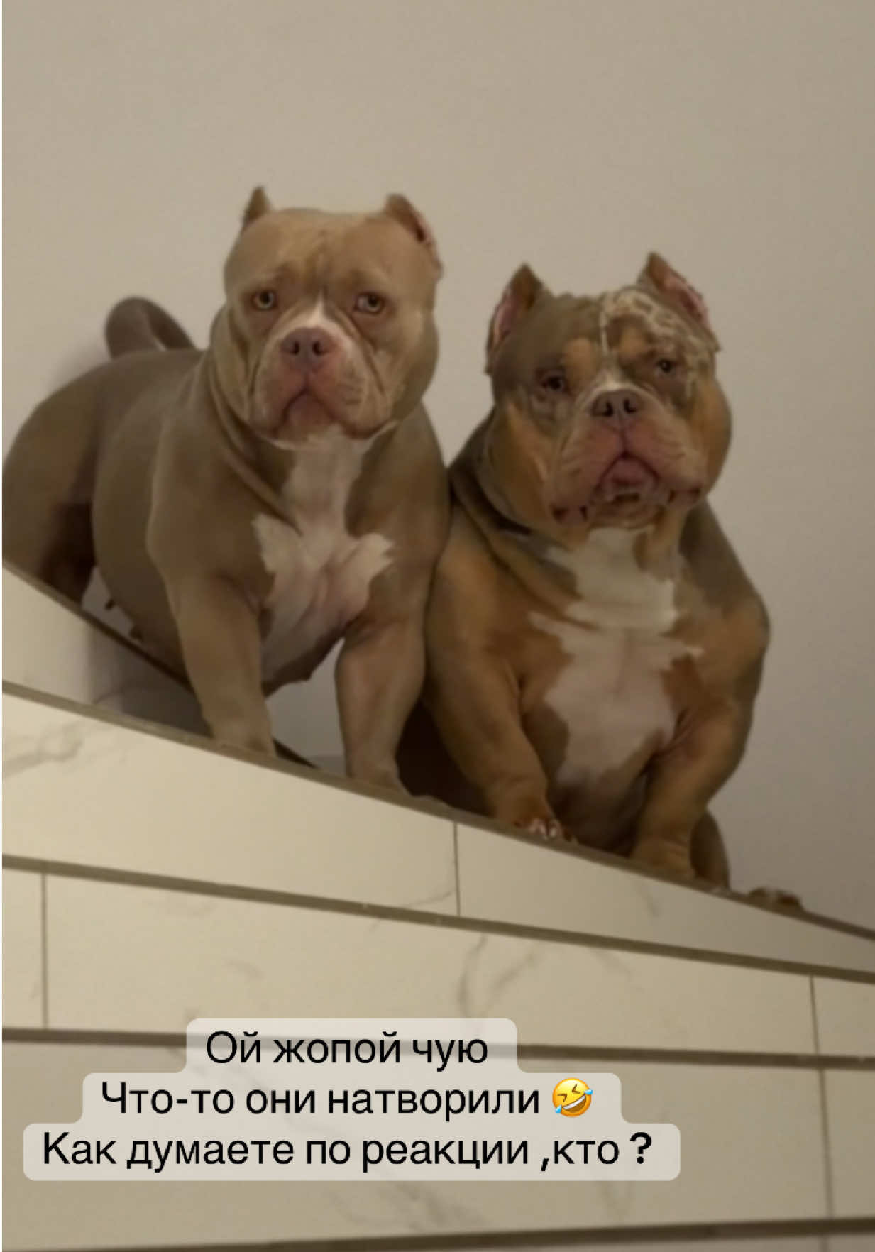 @TWO_BULLY