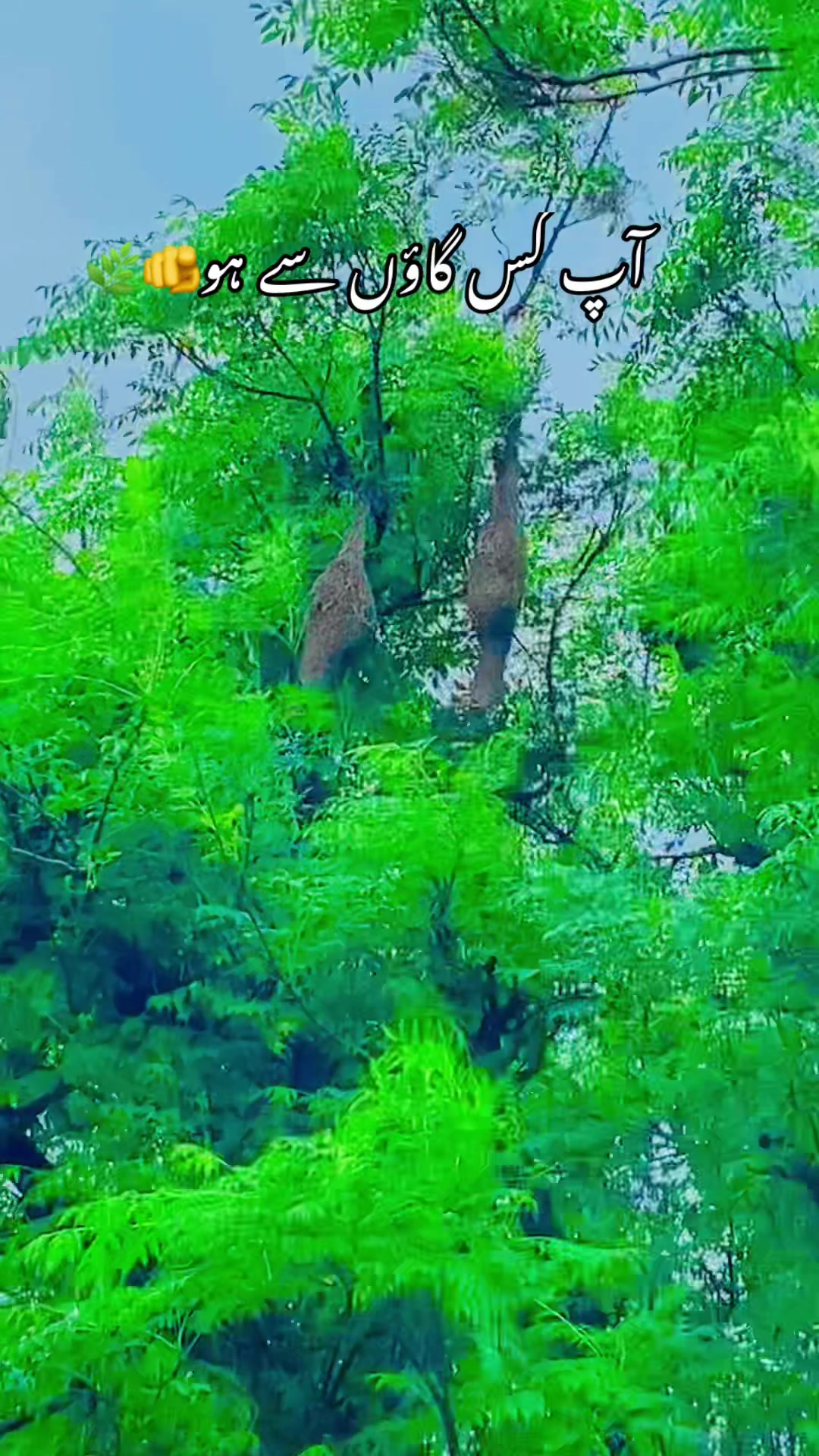 @🥬🎗️پنڈاں آے 🌺