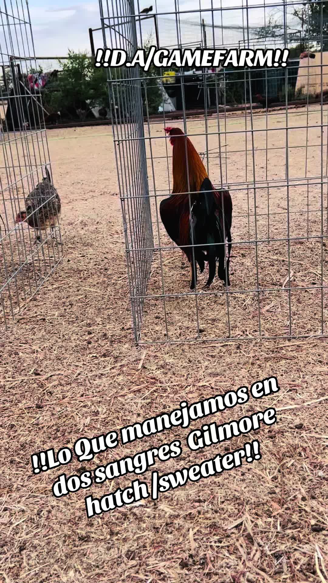 @DAgamefarm