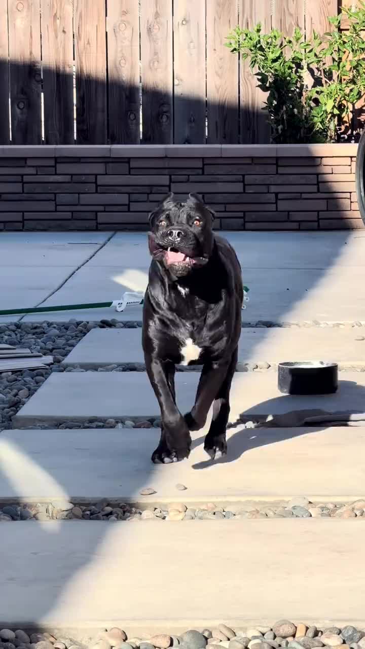 @Cane Corso For Adoption