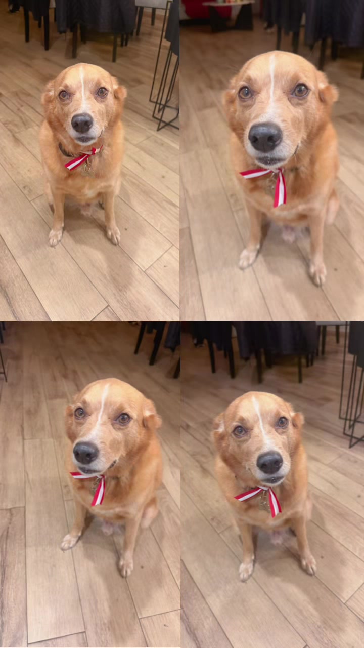 @Diario de Donny🐕 y mami👩🏻