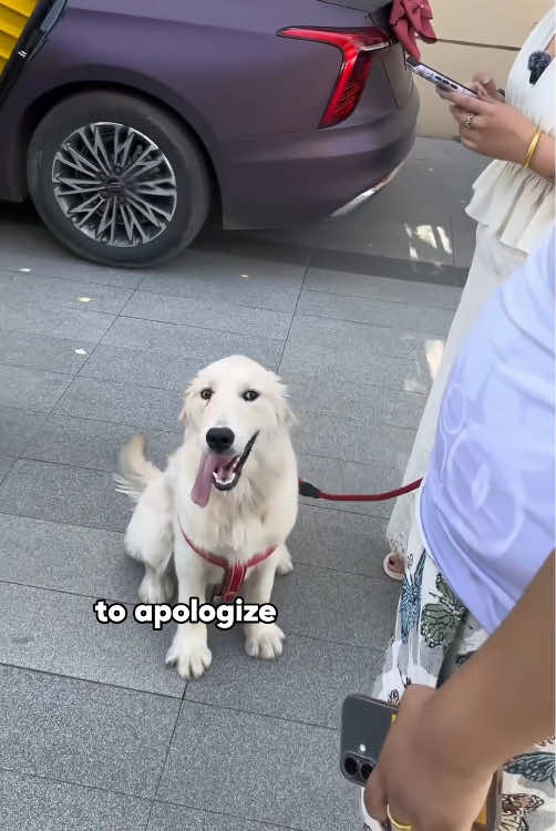 @ZoomieZoo