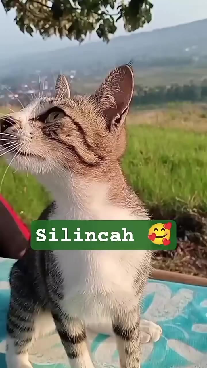 @Rizqi