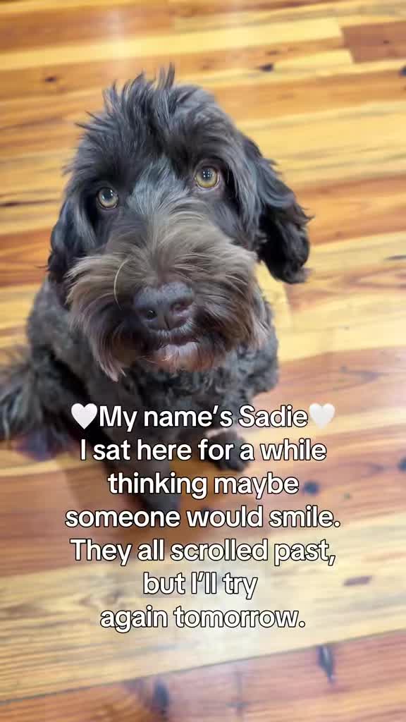 @Sadie the Doodle