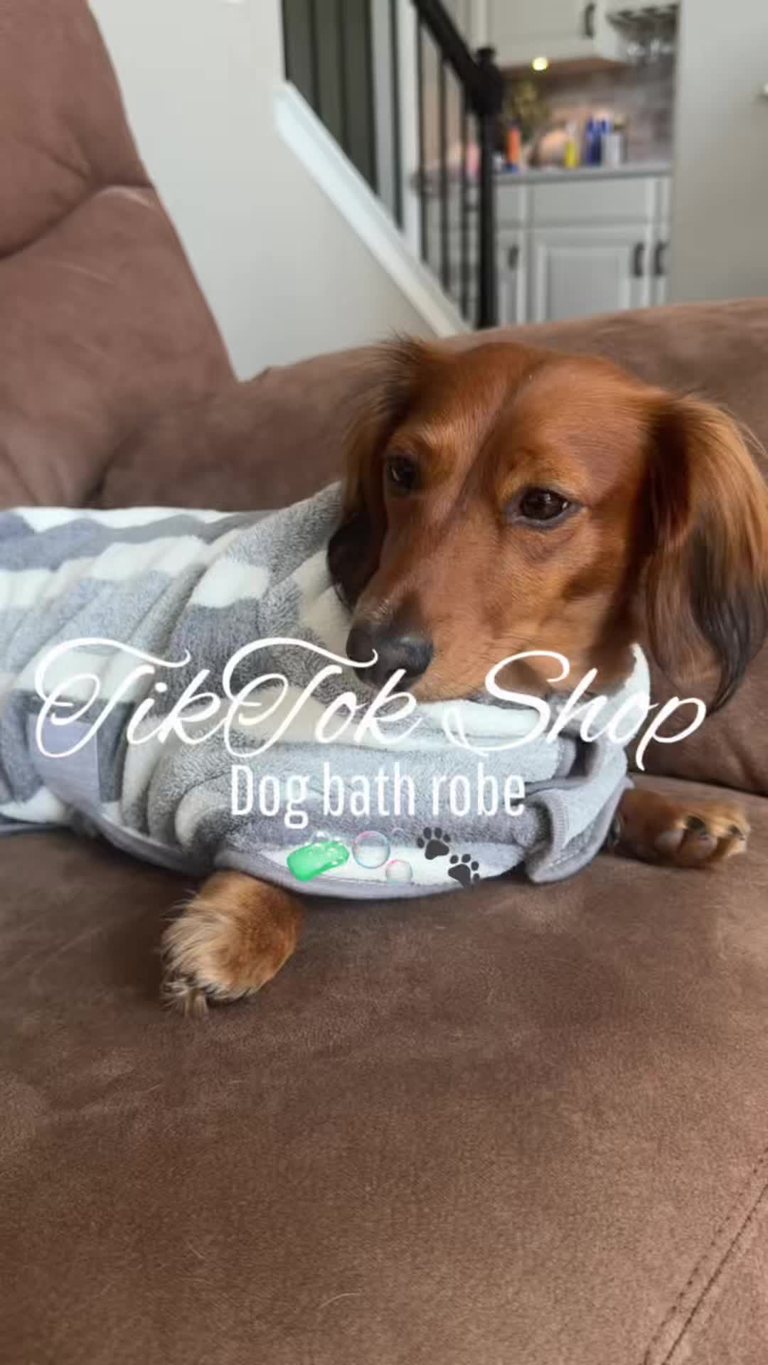 @charliebrownthedoxie