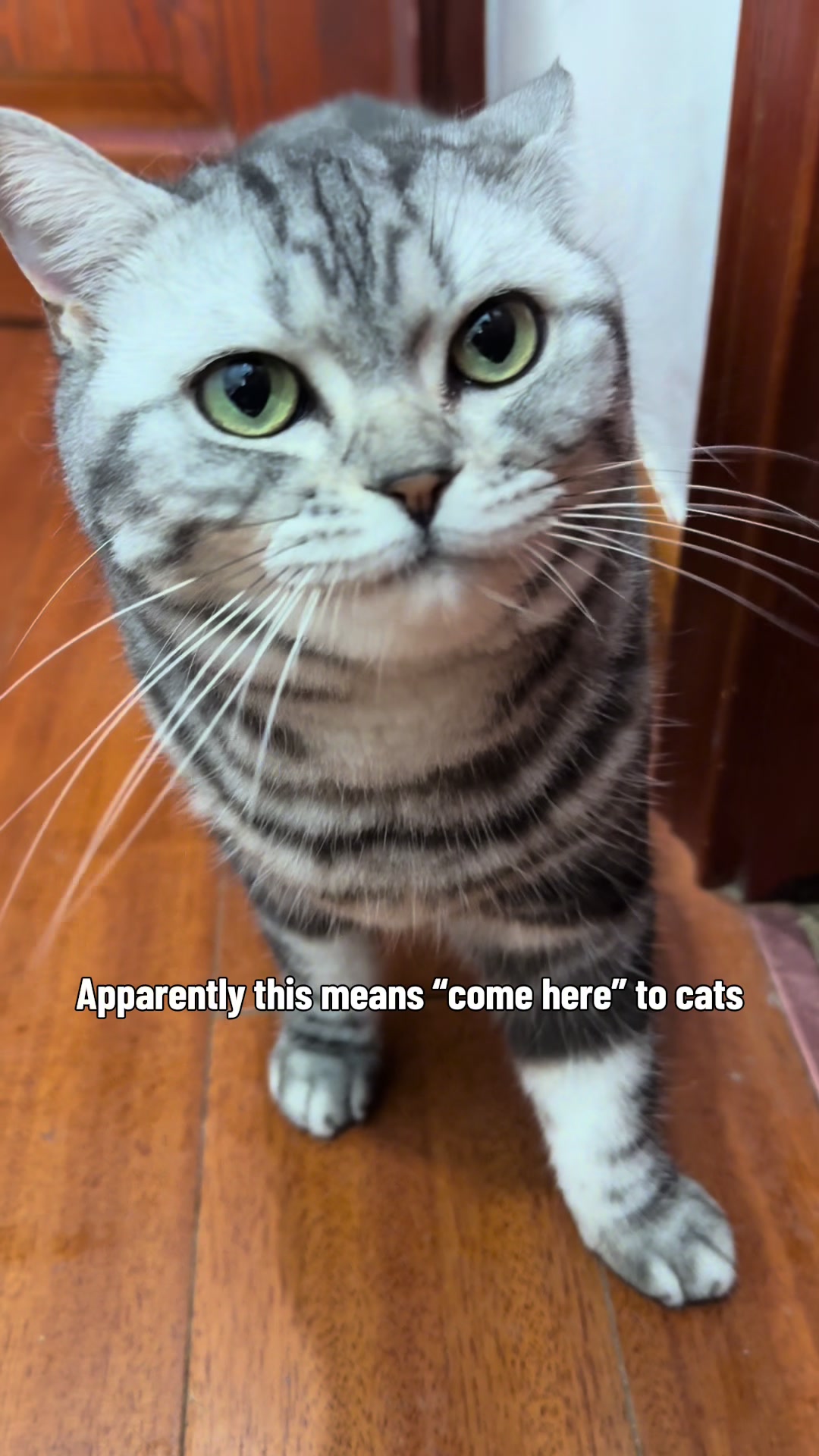 @catmi7