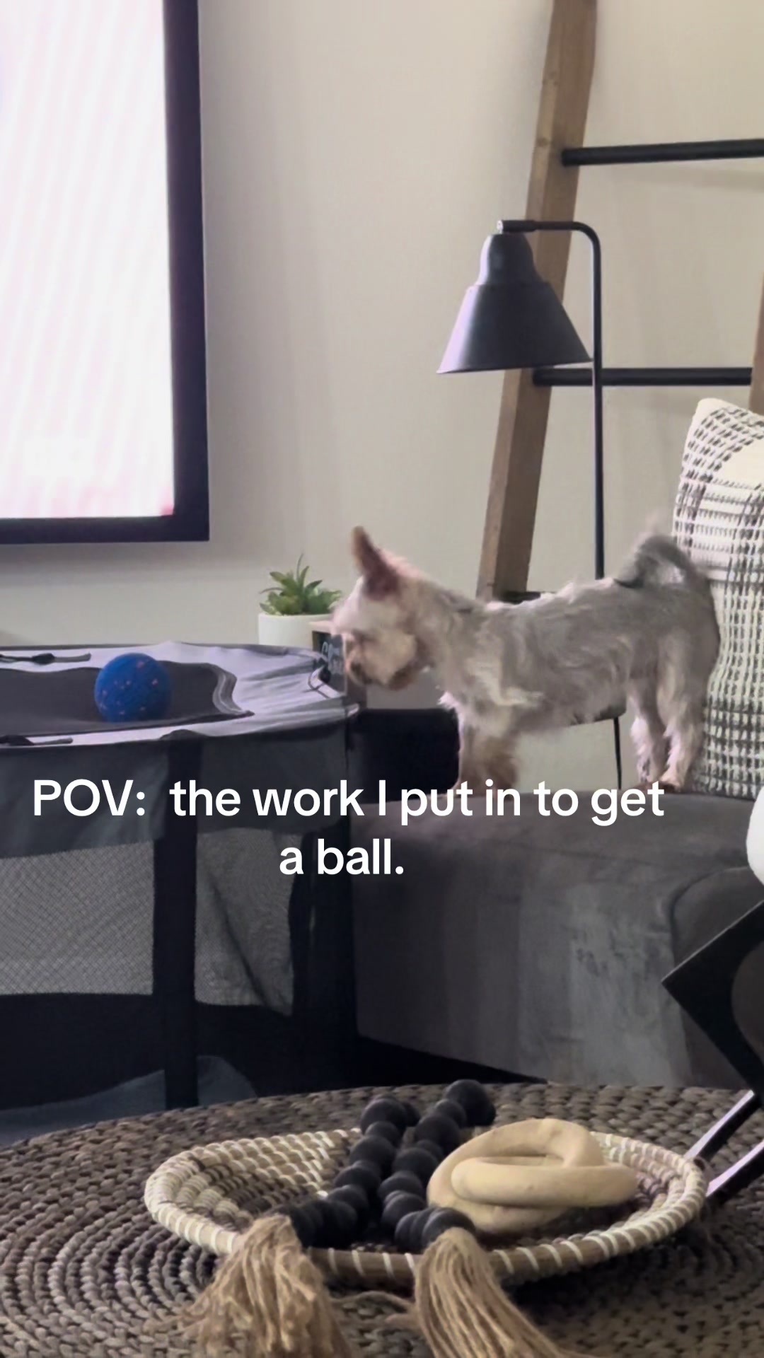 @Penny the Yorkie
