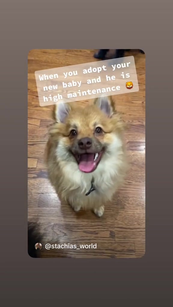 @Stachias•World👸🏼🐈🐕🦺♥️🐾