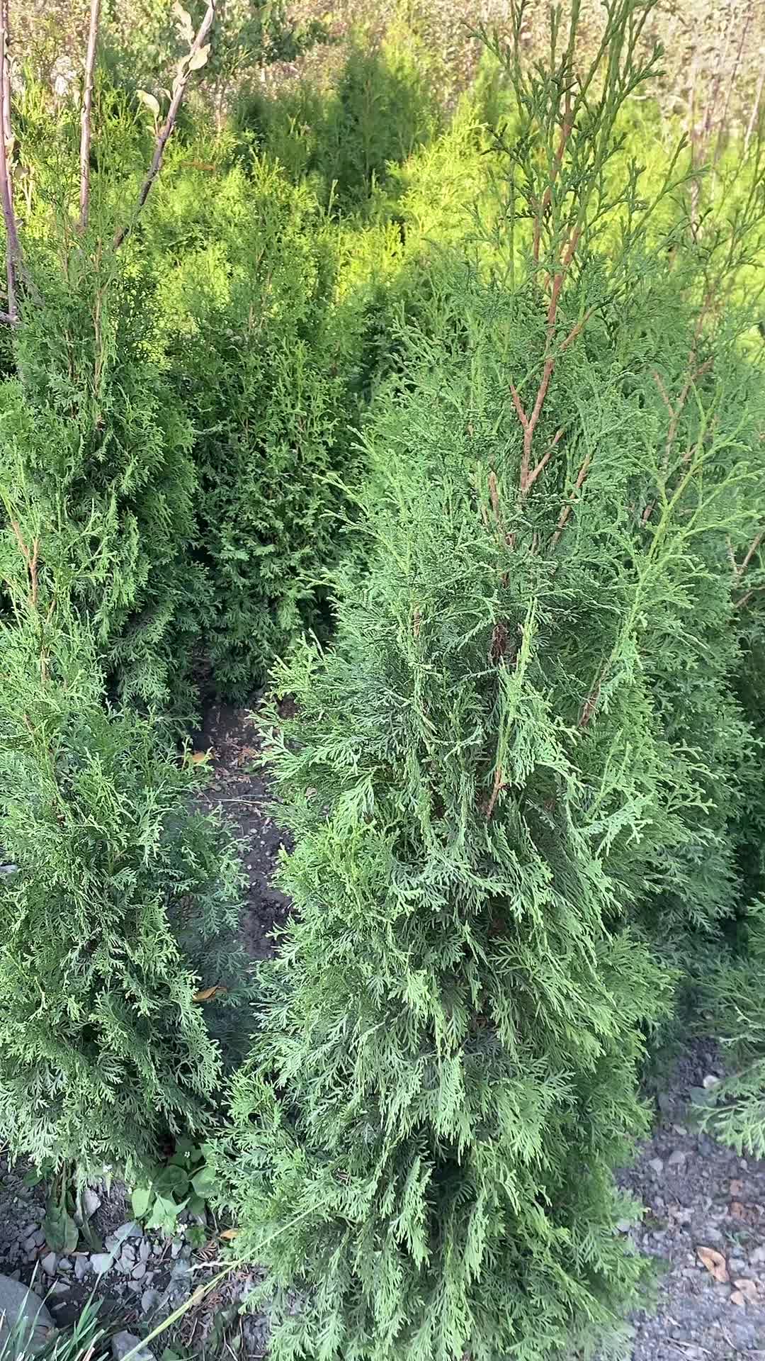 @green_osh