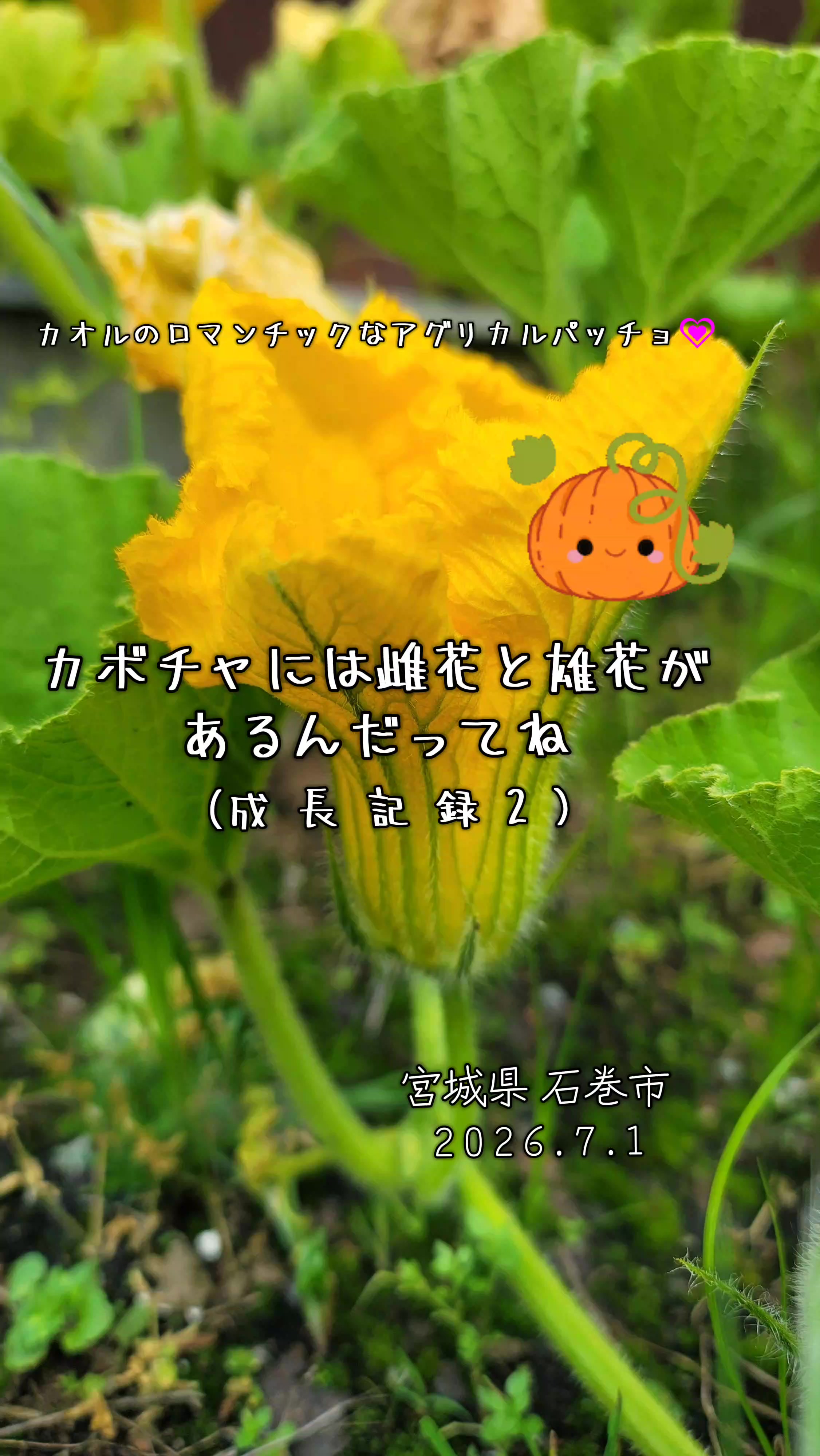 @cjカオル