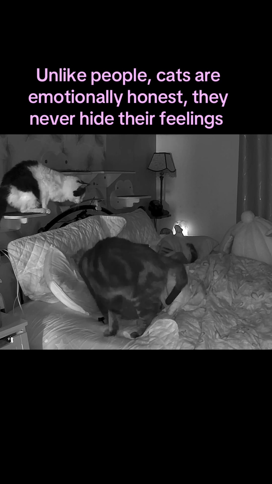 @Romina.cuddle.catclub