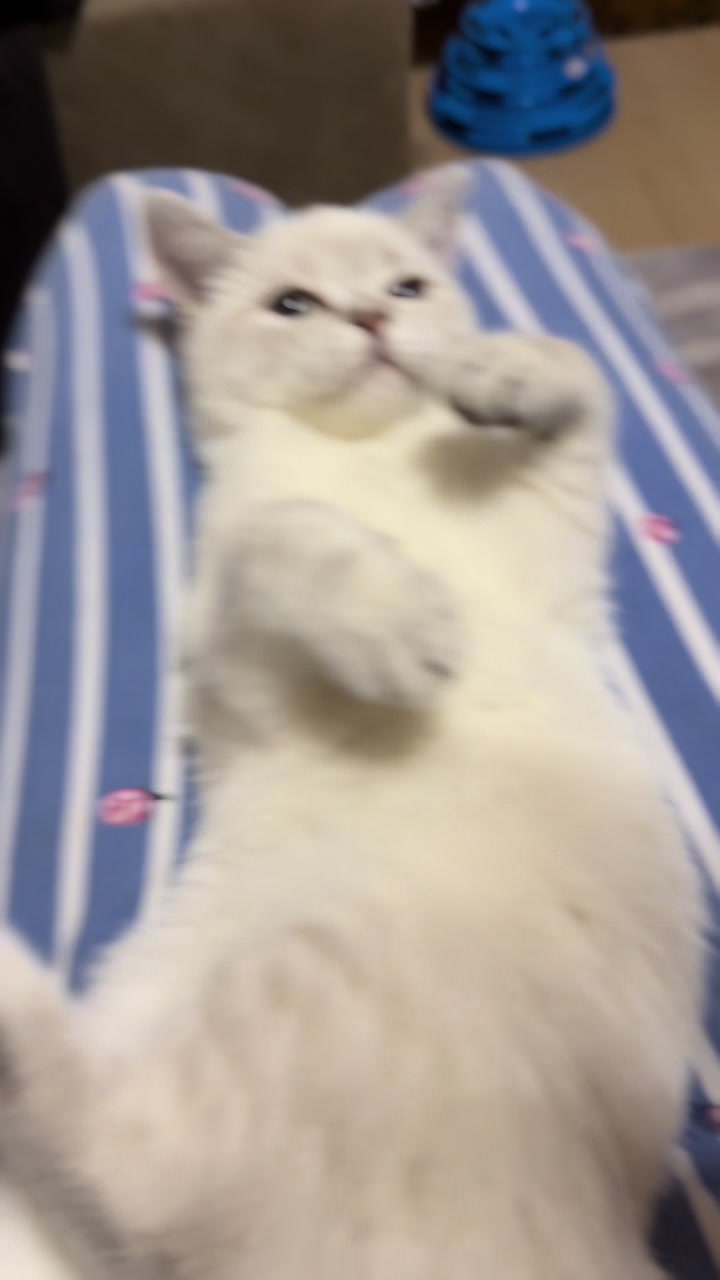 @&ouml;yk&uuml; Atasoy