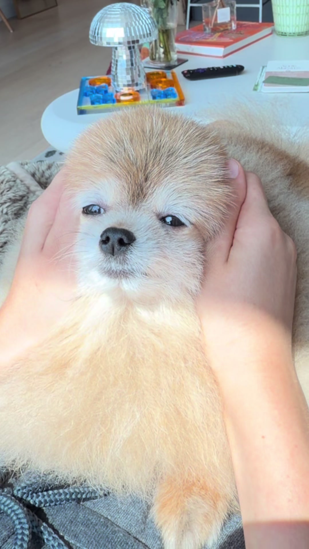 @Keanu the Pomeranian
