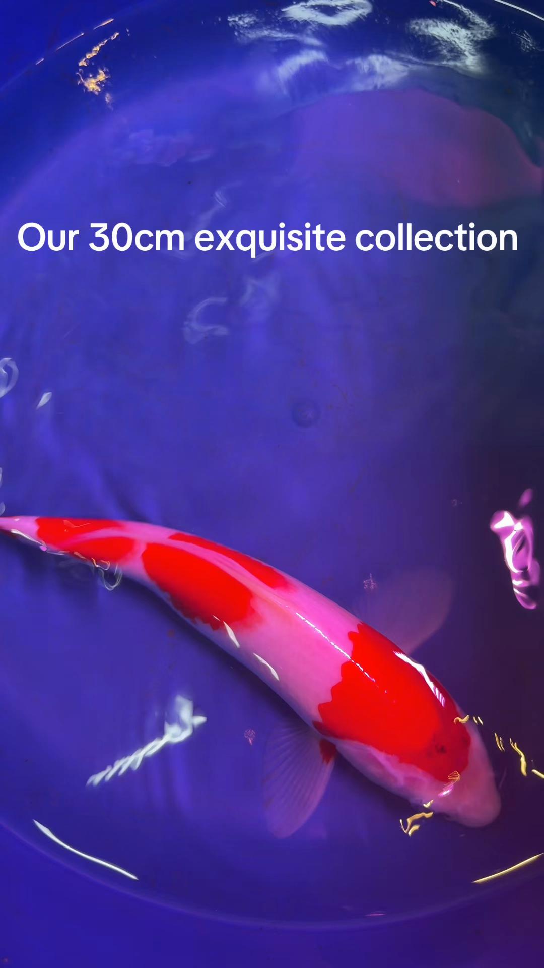 @YN Aquatics Ltd