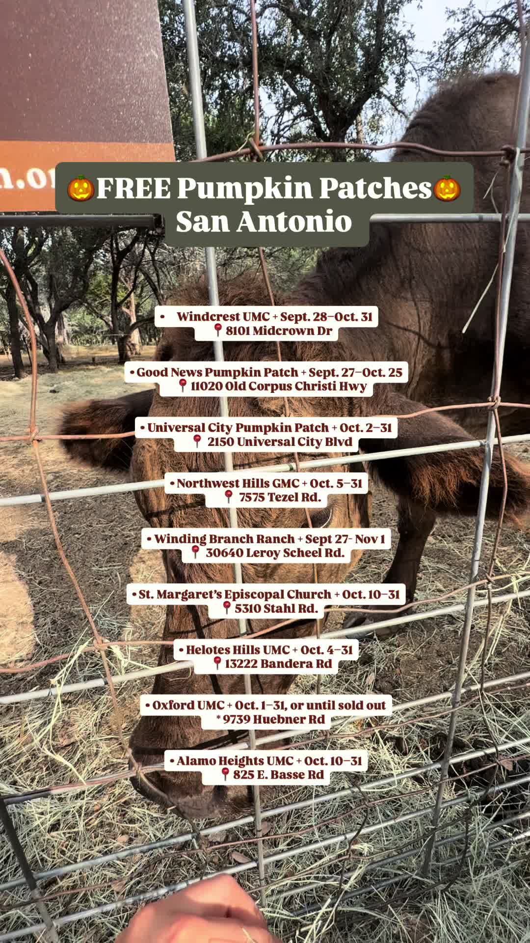 @Hillary+SATX+REALTOR+LIFESTYLE