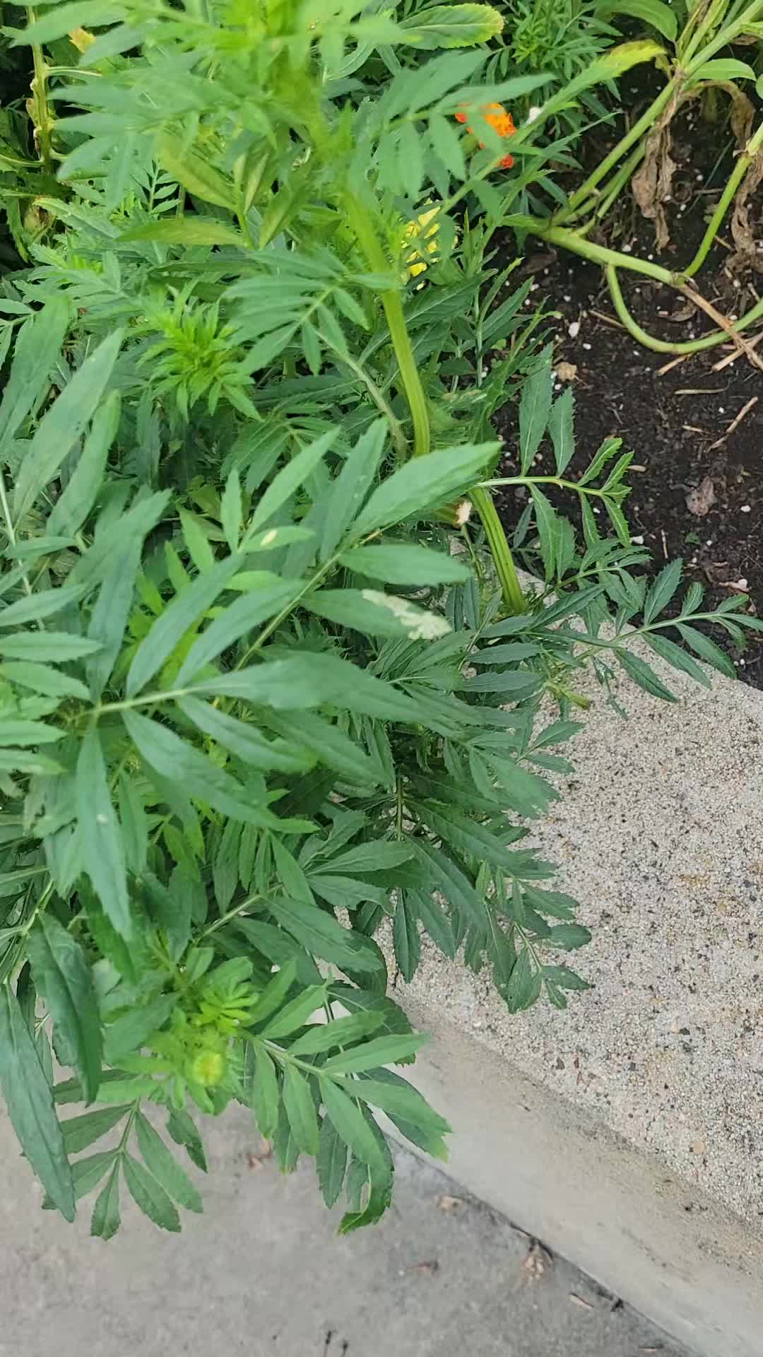 @TheNakedPlantLadyLLC