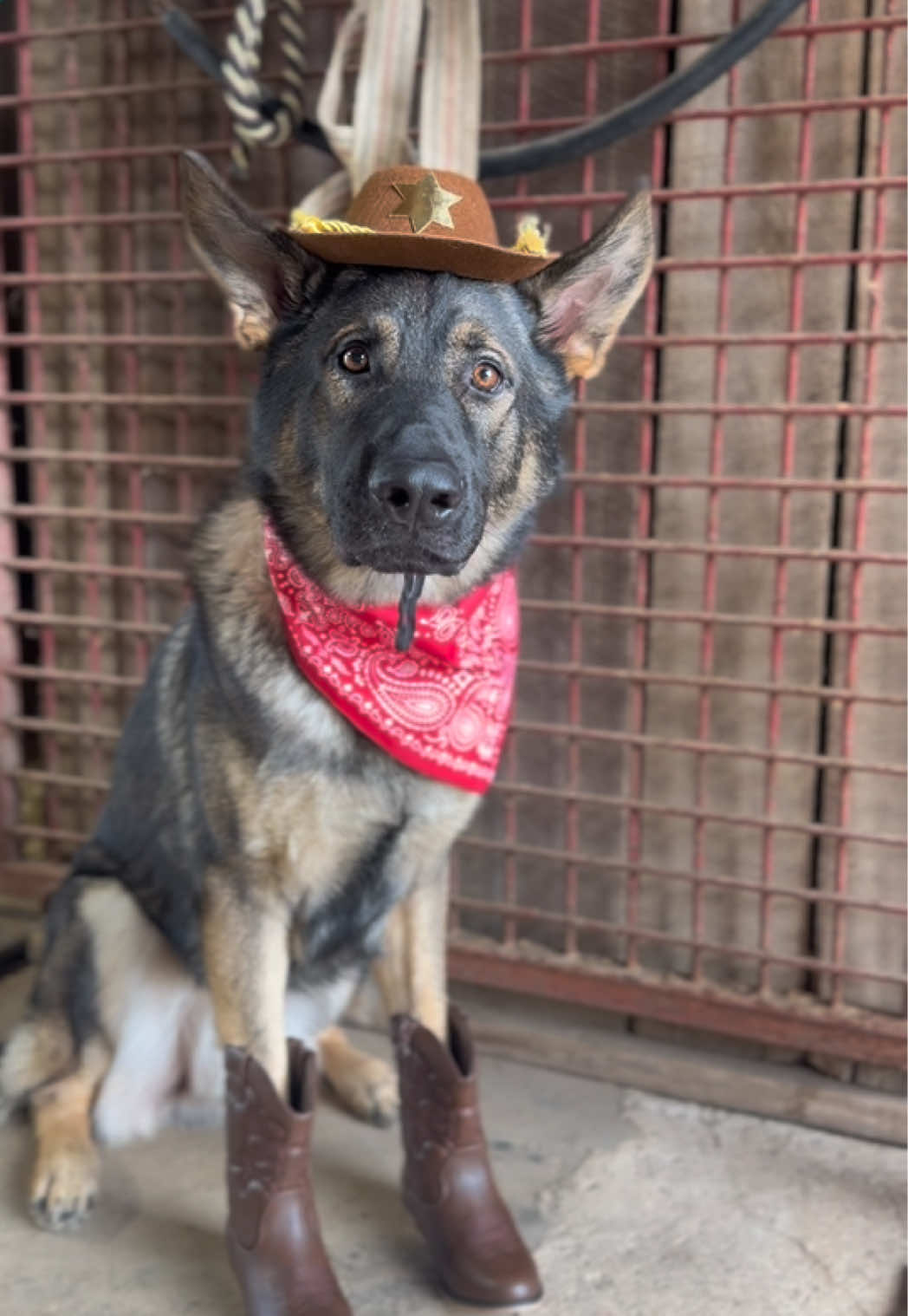 @Protection Dog Sales