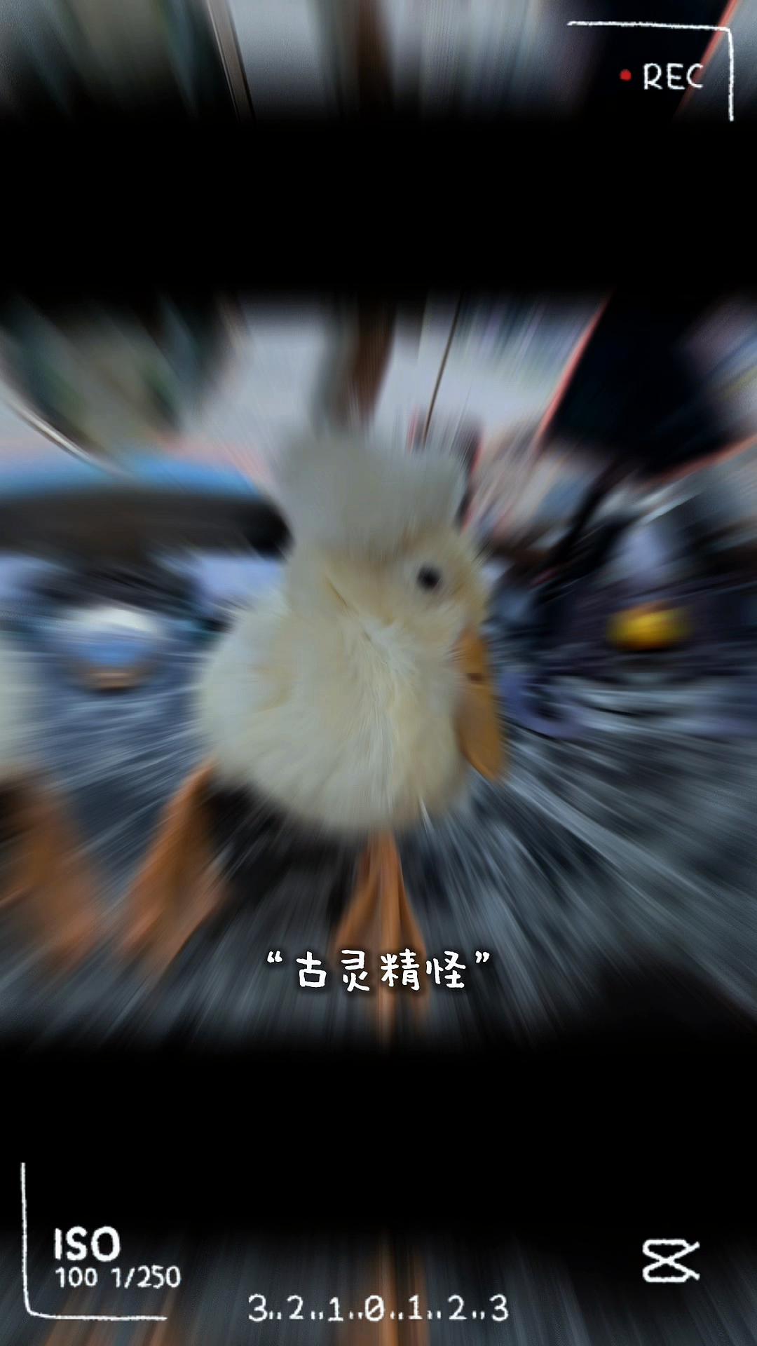 @榛榛