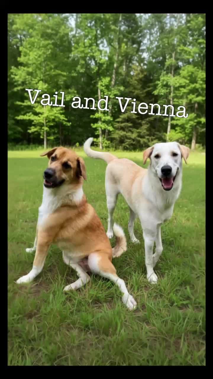 @AbandonedAnimalRescue
