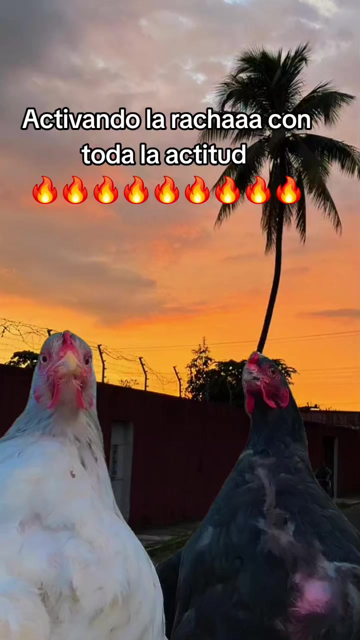@José❤️🔥Pablo❤️🔥Chúm🇬🇹