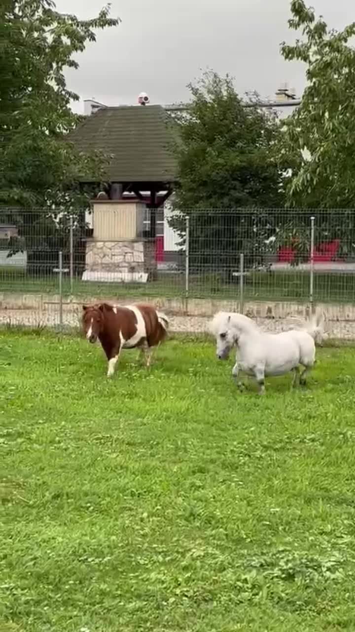 @Horses TikTok