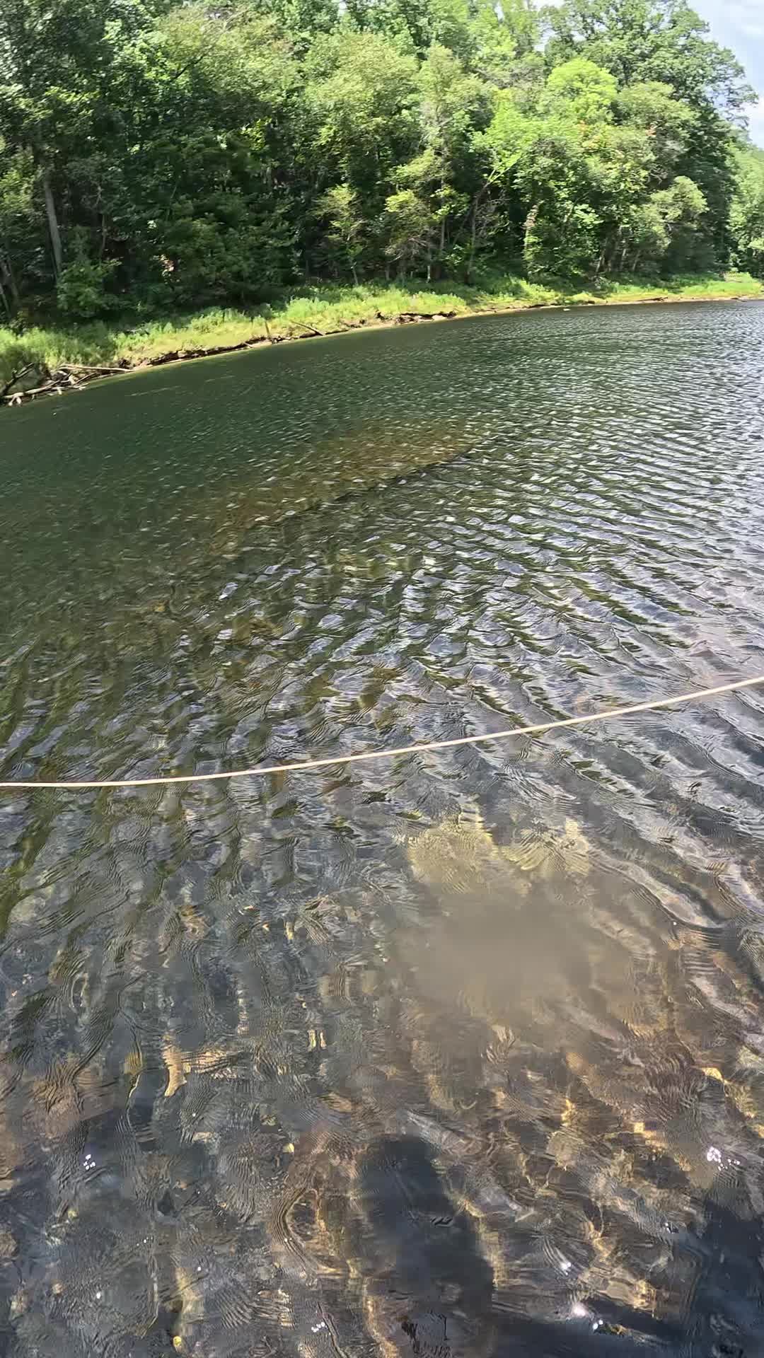 @ellisfishnish
