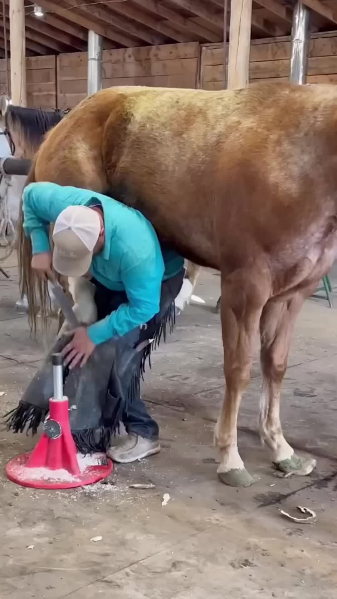 @Tessa - Animal US