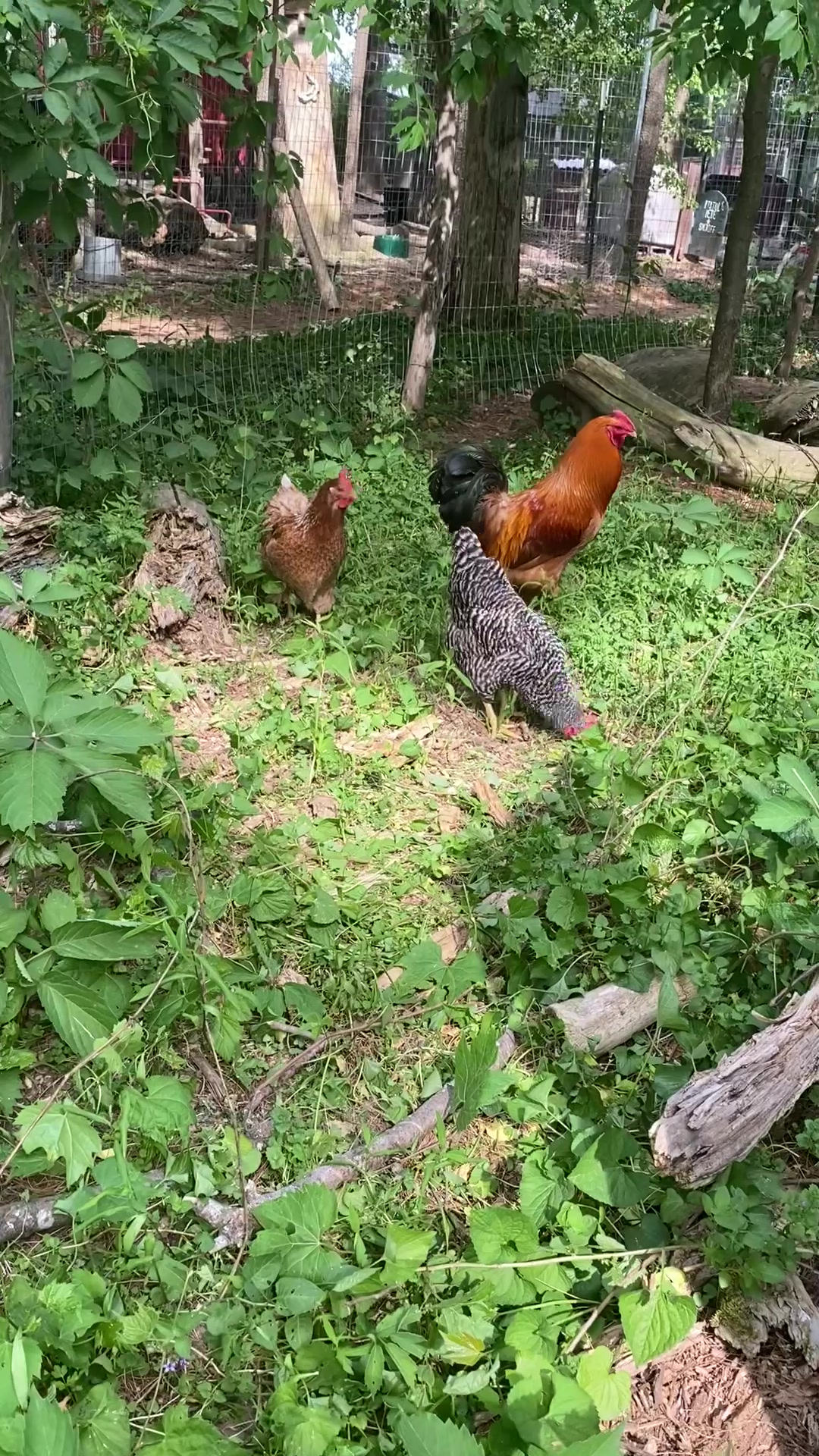 @G.O.A.T.Goats (Meara)