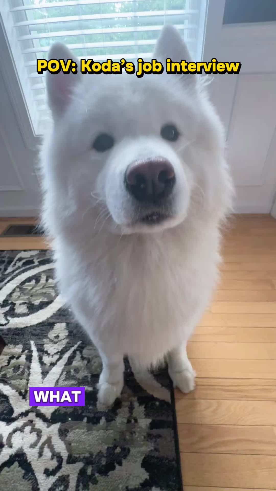 @Koda