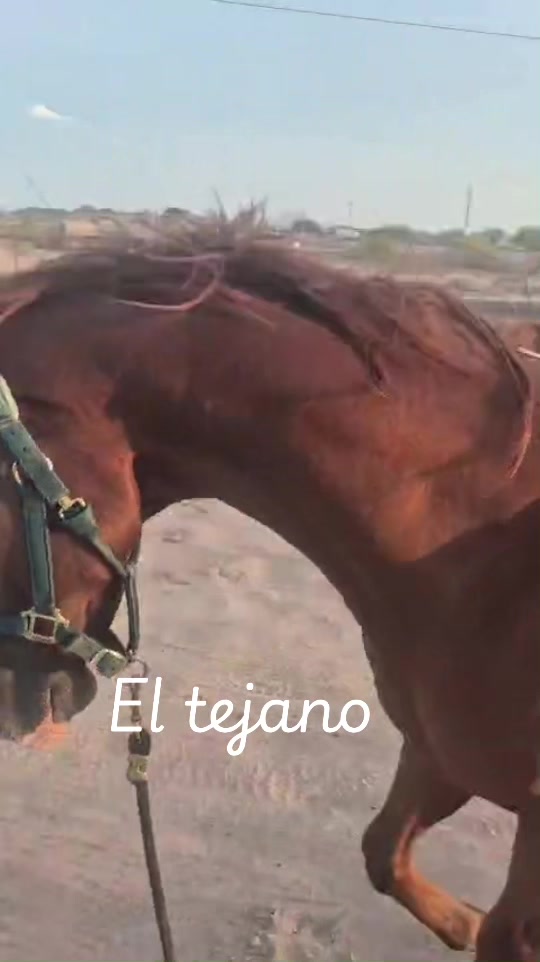 @El Comandante