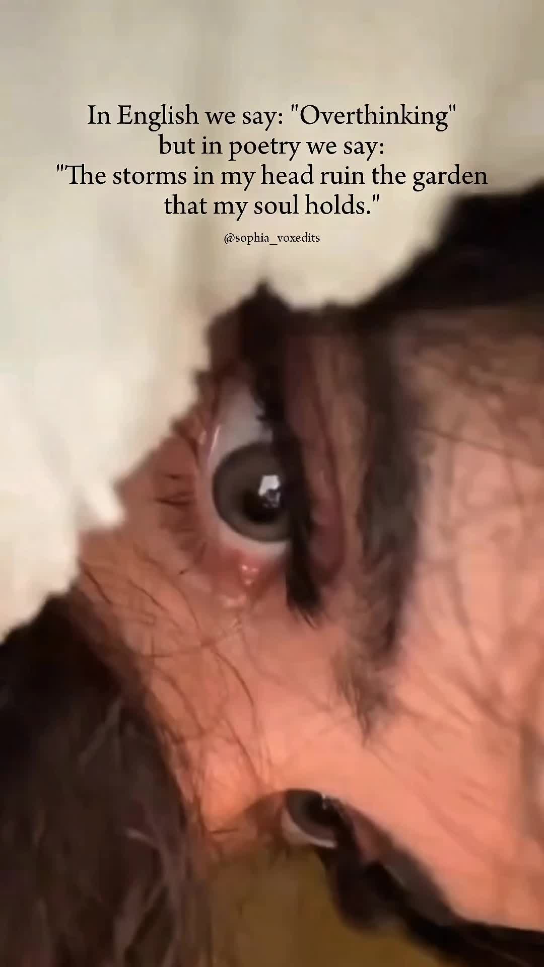 @ʚʂopɦiaɞ