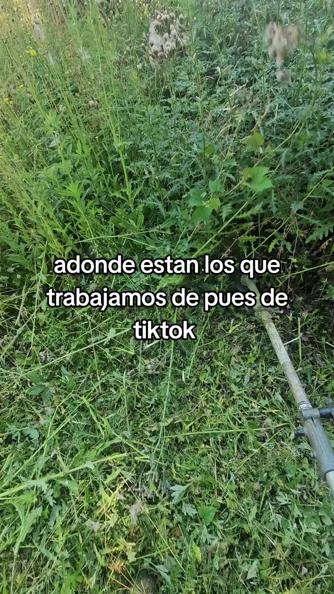 @caracol islen̈o 🇭🇳