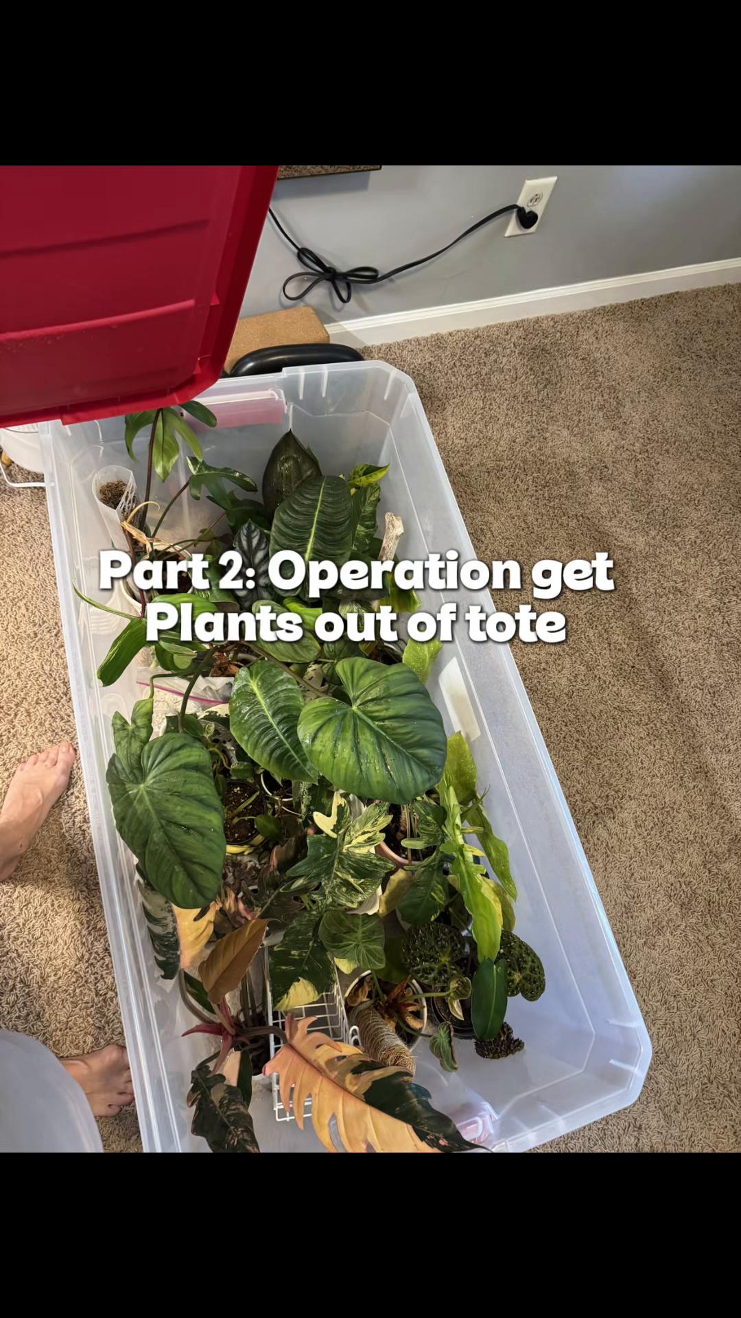 @ladylori_of_plants