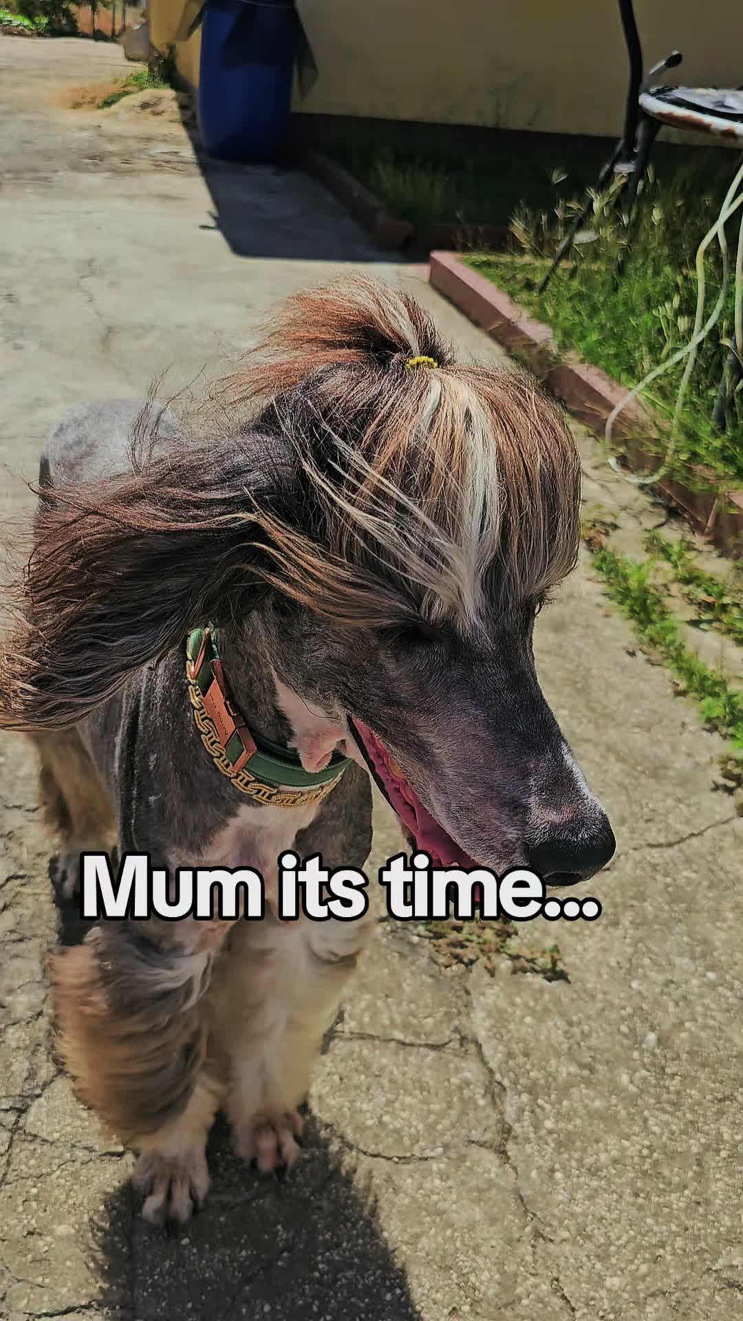 @MixedPetCollective