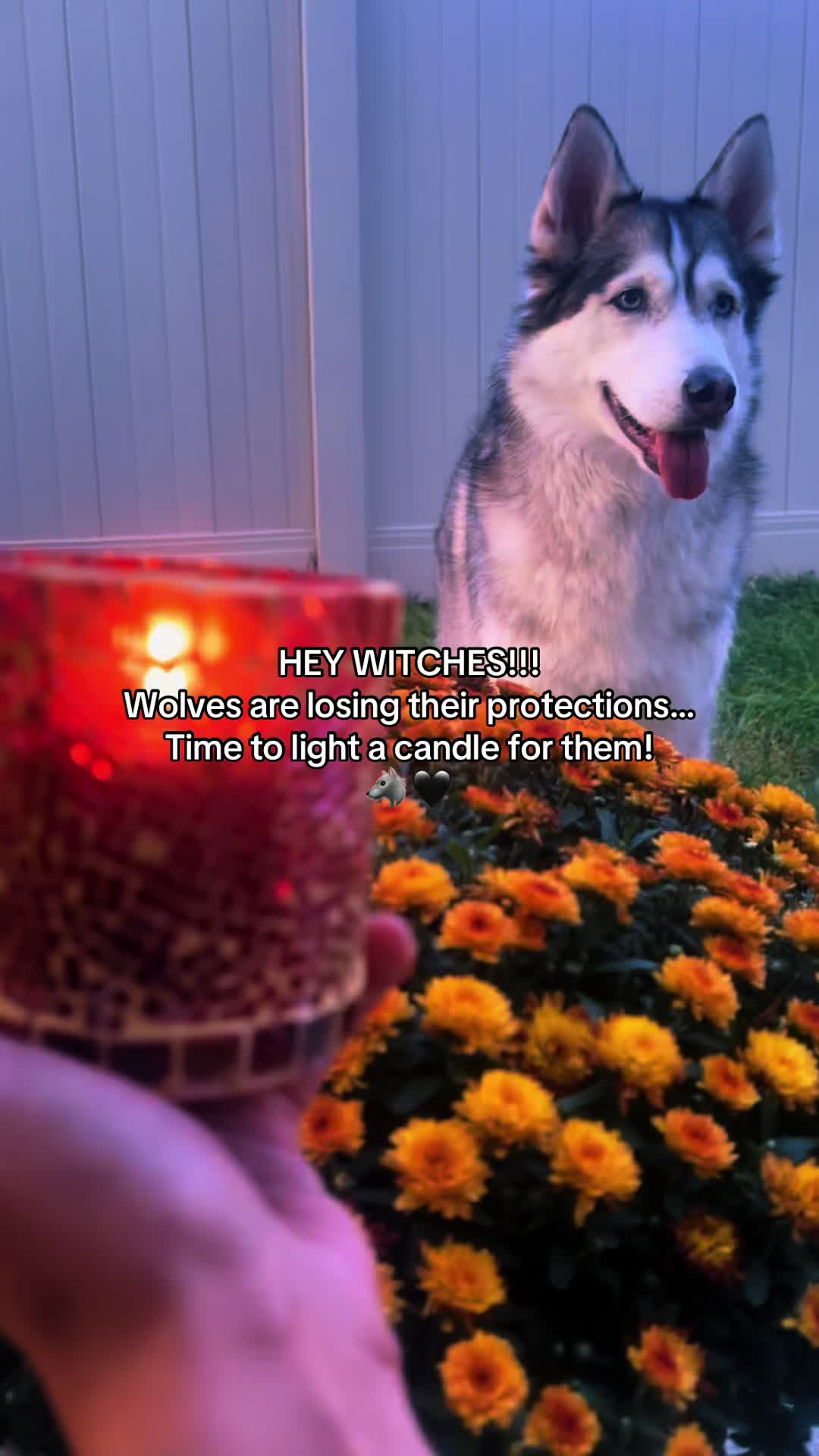 @Merlyn The Dragon Alchemist 🐉