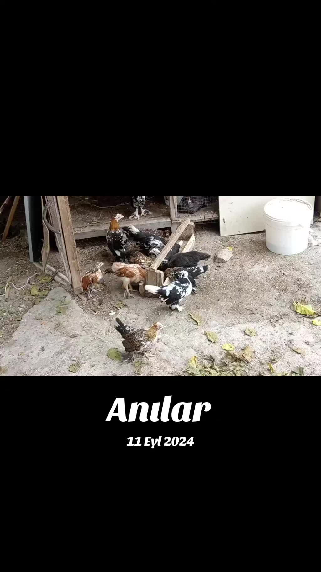 @MAŞTAĞA_QUŞCULUĞ