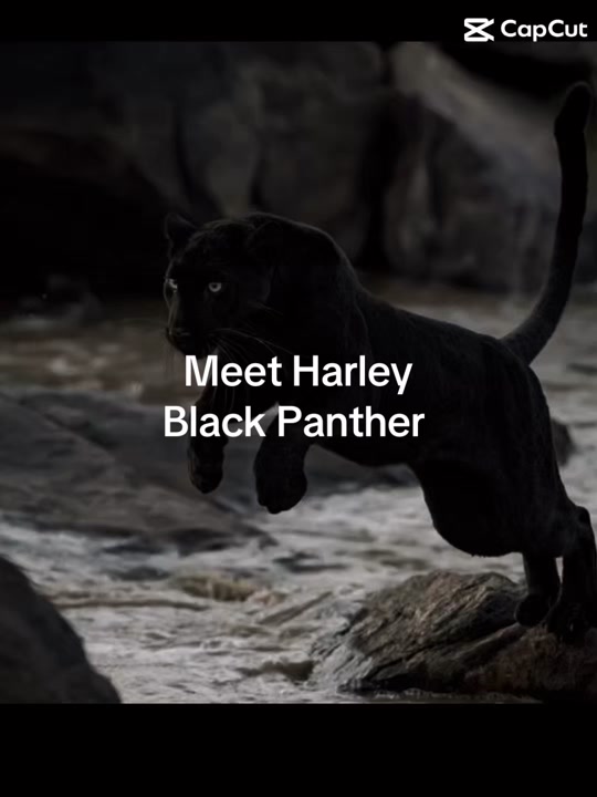 @🖤Karma🖤
