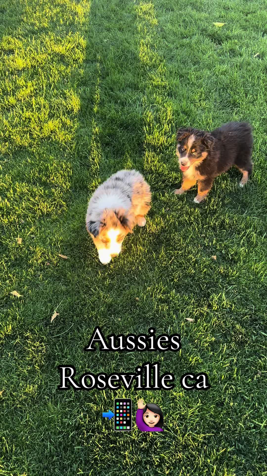 @sacramento__aussies916