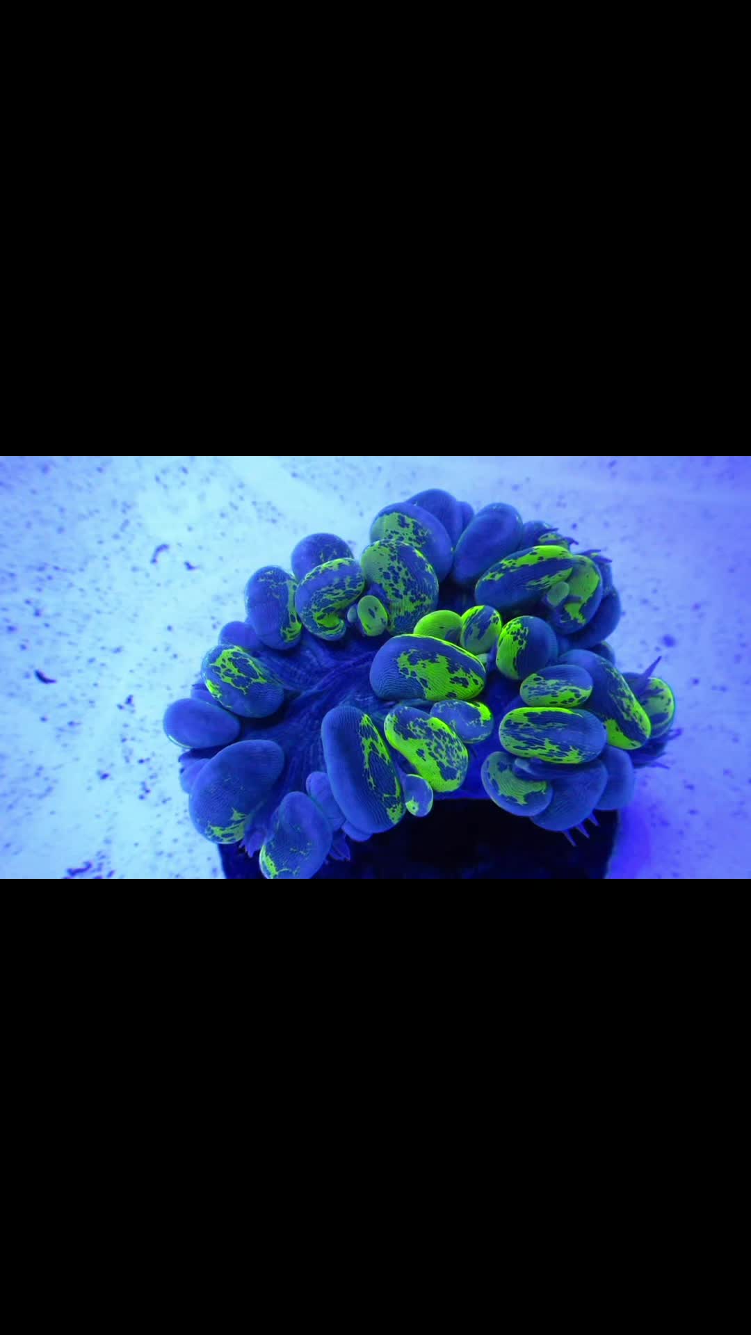 @TheCoralConnect